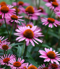 BIO Echinacea purpurová - Echinacea purpurea - bio semená - 15 ks