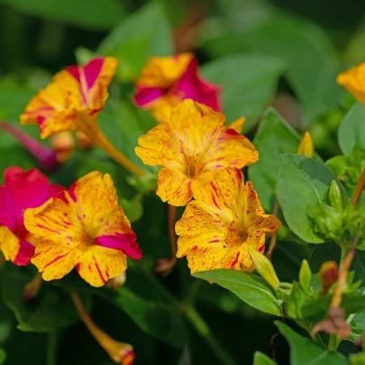 Nocovka jalapovitá Broken colors - Mirabilis jalapa - semená - 6 ks