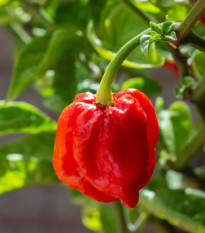 Chilli 7 Pot Douglah Red - Capsicum chinense - semená - 7 ks