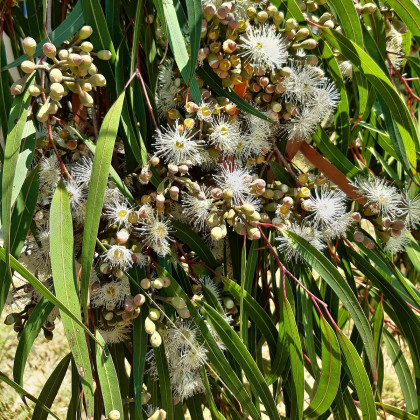 Eukalyptus citrónový - Corymbia citriodora - Eucalyptus citriodora - semená - 5 ks