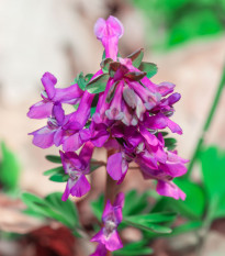 Chochlačka dutá - Corydalis cava - cibuľoviny - 3 ks