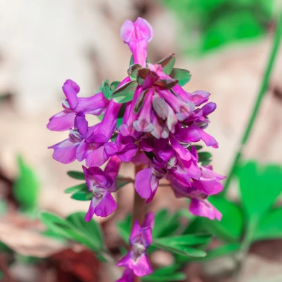 Chochlačka dutá - Corydalis cava - cibuľoviny - 3 ks