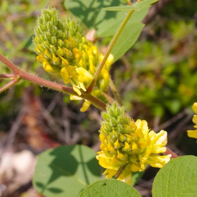 Striebrocist Batandierov - Pineapple broom - Argyrocytisus battandieri - semená - 6 ks