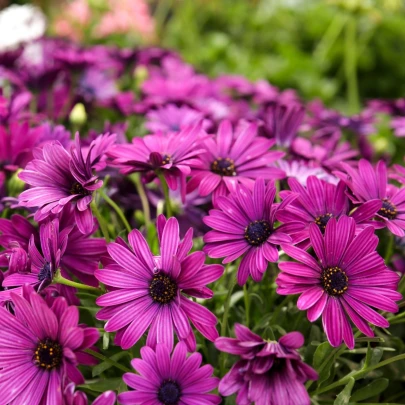 Africká sedmokráska Purple - Osteospermum ecklonis - semená sedmokrásky - 6 ks