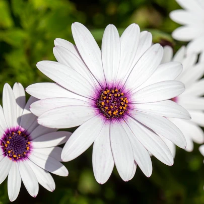 Africká sedmokráska White - Osteospermum ecklonis - semená sedmokráska - 6 ks