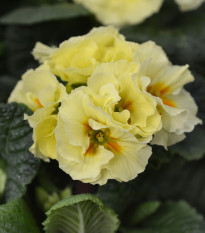 Prvosienka Inara F1 Lemon yellow - Primula elatior - semená - 20 ks