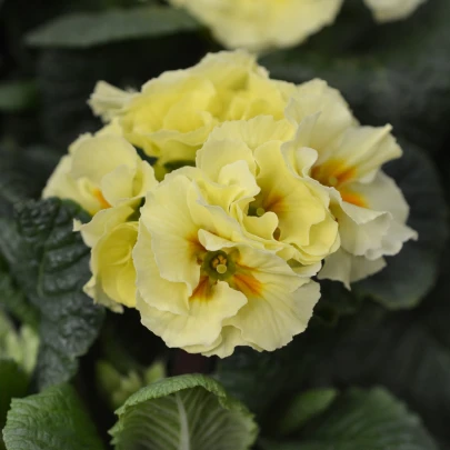 Prvosienka Inara F1 Lemon yellow - Primula elatior - semená - 20 ks