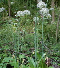 Cesnak okrasný čierny - Allium nigrum - cibuľoviny - 2 ks