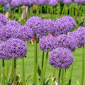 Cesnak obrovský Giganteum - Allium Giganteum - cibuľoviny - 1 ks