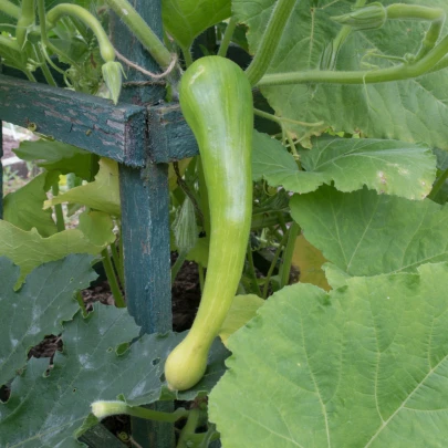 BIO Tekvica muškátová Tromba d Albenga - Cucurbita moschata - bio semená - 6 ks ​