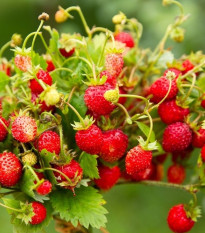 BIO Jahody stáleplodiace Reine des Vallées - Fragaria ananassa - bio semená - 10 ks