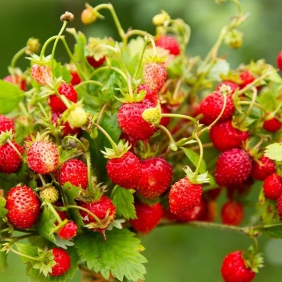 BIO Jahody stáleplodiace Reine des Vallées - Fragaria ananassa - bio semená - 10 ks