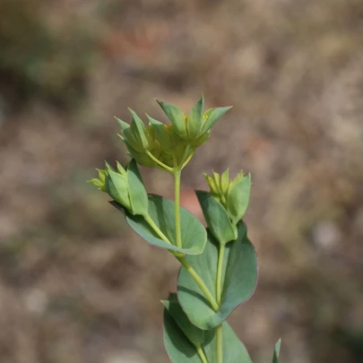 Prerastlík okrúhlolistý - Bupleurum rotundifolium B. griffithii - semená - 60 ks