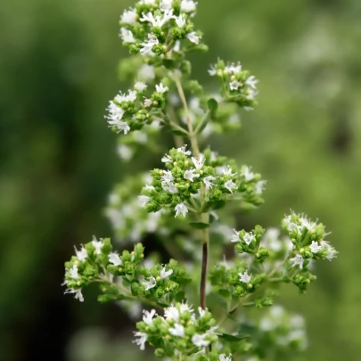 Oregano grécke - Origanum hirtum - semená - 0,03 g