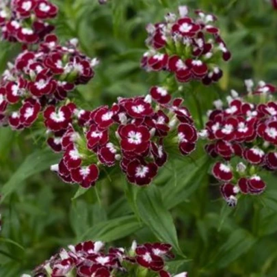 BIO Klinček bradatý Sweet William Chris - Dianthus barbatus - bio semená - 18 ks