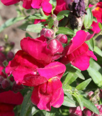 BIO Papuľka väčšia Black Prince - Antirrhinum majus - bio semená - 20 ks