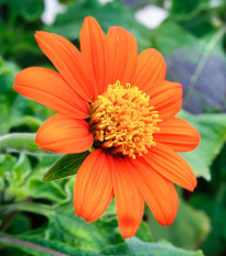 BIO Titónia okrúhlolistá - Tithonia rotundifolia - bio semená - 50 ks