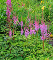 Semená astilba – Astilba čínska fialová – Astilbe chinensis ​