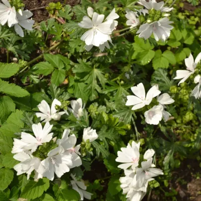 Slez pižmový biely - Malva moschata albumu - semená - 50 ks