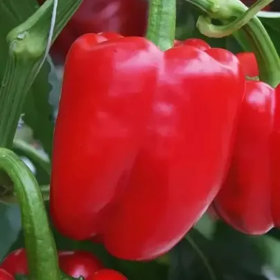 Paprika Beluga Red F1 - Capsicum annuum - semená - 5 ks