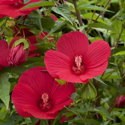 Ibištek bahenný Nippon Red F1 - Hibiscus moscheutos - semená - 5 ks