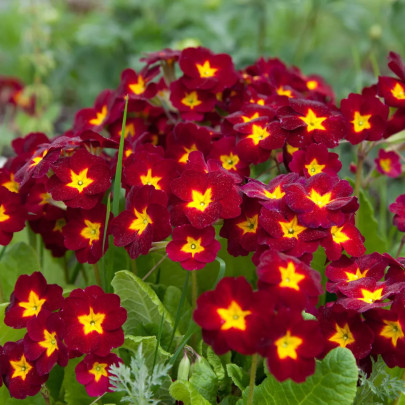 Prvosienka Inara F1 Late Red - Primula elatior - semená - 20 ks