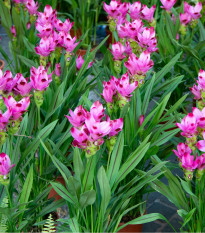 Kurkuma ružová - Curcuma alismatifolia - cibuľoviny - 1 ks