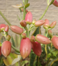 Kolopejka laxiflora - Kalanchoe - semená - 20 ks