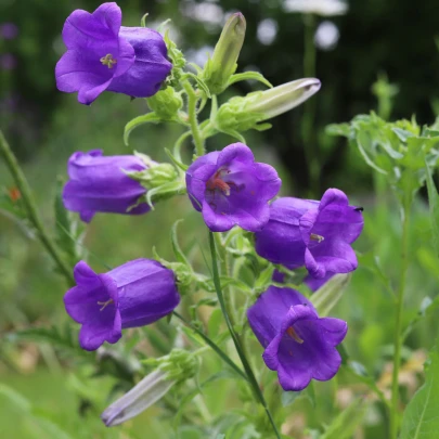 Zvonček záhradný Champion F1 Blue - Campanula medium - semená - 15 ks