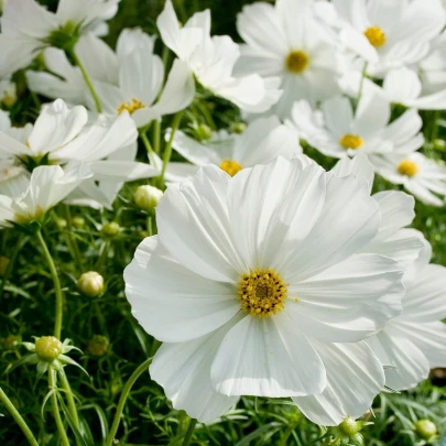 Krasuľka perovitá Cosmini White - Cosmos bipinnatus - semená - 20 ks