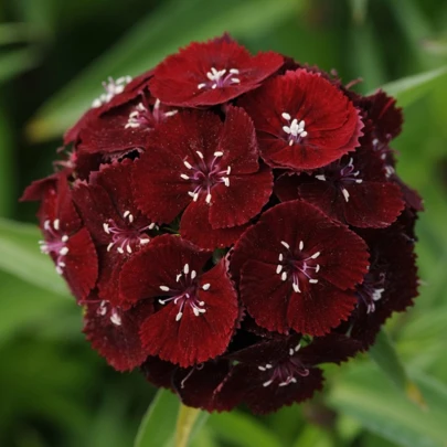 Klinček bradatý Sweet Black Cherry F1 - Dianthus barbatus - semená - 20 ks