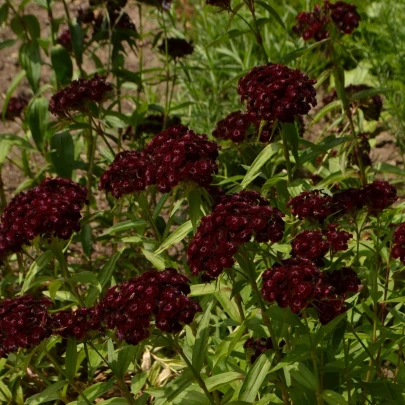 Klinček bradatý Sweet Black Cherry F1 - Dianthus barbatus - semená - 20 ks