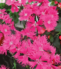 Klinček bradatý Bouquet Purple F1 - Dianthus barbatus - semená - 20 ks