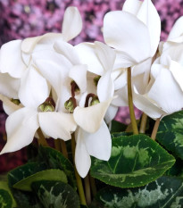 Cyklamén perzský Halios Pure White F1 - Cyclamen persicum - semená cyklámen - 6 ks