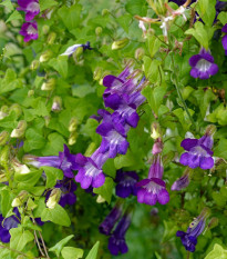 Asarina pnúca Mystic Purple - Asarina scandens - semená - 20 ks