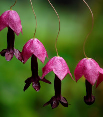 Rodochitón Purple Bells - Rhodochiton atrosanguineum - semená - 6 ks