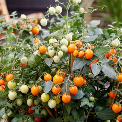 Paradajka Tiny Temptations Orange F1 PhR - Solanum lycopersicum - semená - 5 ks