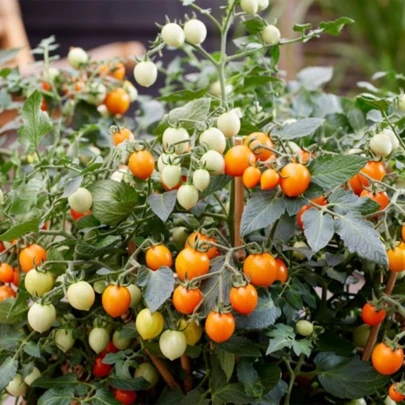 Paradajka Tiny Temptations Orange PhR - Solanum lycopersicum - semená - 5 ks