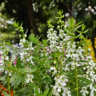 Angelónia úzkolistá Serenita white - Angelonia angustifolia - semená - 6 ks