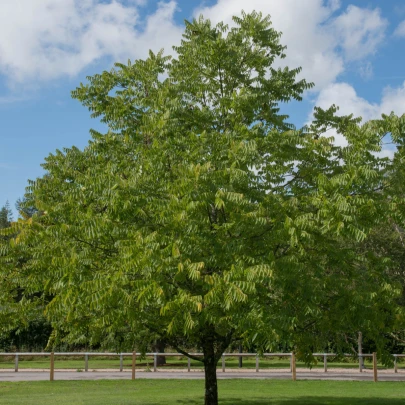 Orech čierny - Juglans nigra - semená - 2 ks