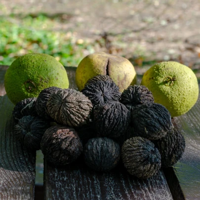 Orech čierny - Juglans nigra - semená - 2 ks