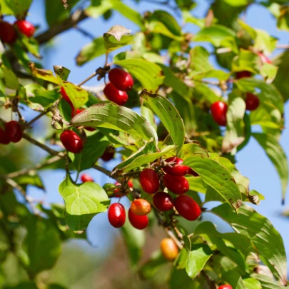 Drieň obyčajný - Cornus mas - semená - 3 ks