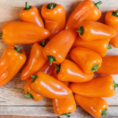 Paprika Snacking Orange - Capsicum annuum - semená - 5 ks