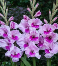 Gladiola Alannah - Gladiolus - cibuľoviny - 3 ks