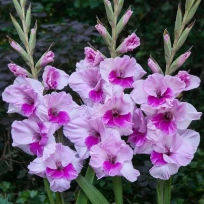 Gladiola Alannah - Gladiolus - cibuľoviny - 3 ks