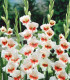 Gladiola Japonica - Gladiolus - cibuľoviny - 3 ks