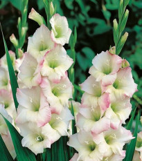 Gladiola Cream Perfection - Gladiolus - cibuľoviny - 3 ks