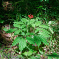 Ženšen pravý - Panax ginseng - semená - 2 ks