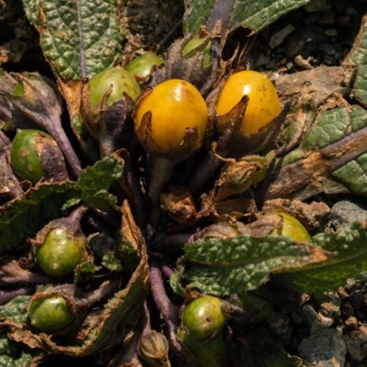 Mandragora lekárska - Mandragora officinalis - semená - 6 ks