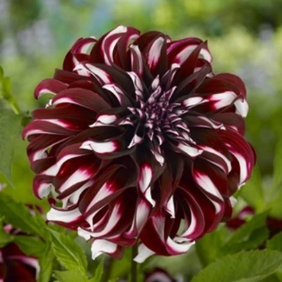 Georgína Tartan - Dahlia - cibuľoviny - 1 ks